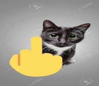 cat