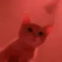 catRave